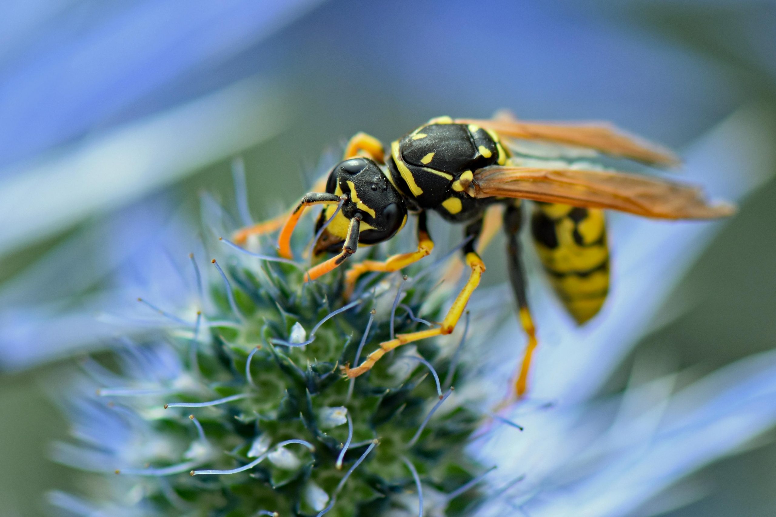 Viespile, un pericol ascuns pe traseele montane din Retezat. sursa foto pexels.com