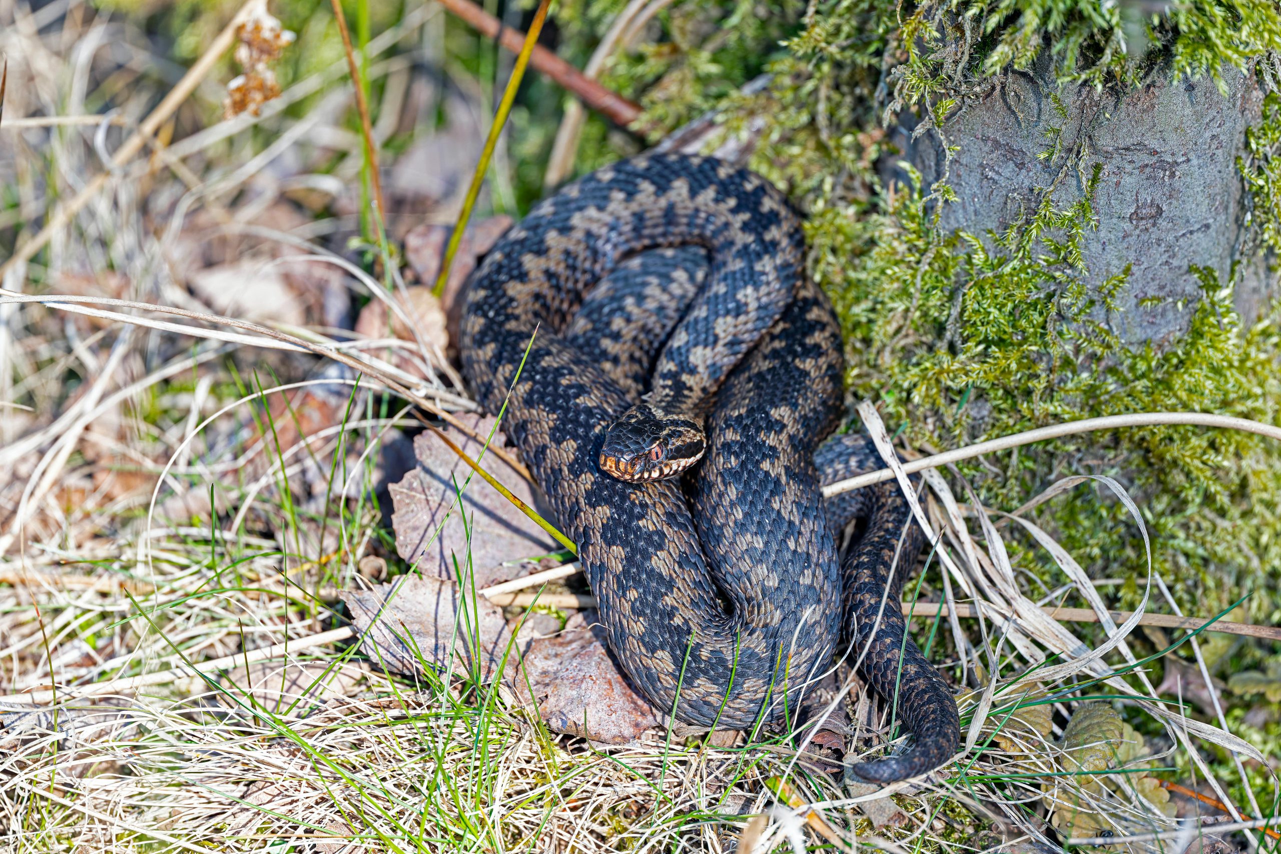 Vipera berus, cel mai răspândit șarpe veninos din România. Cum o recunoști și ce trebuie să faci în caz de mușcătură