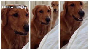Modul special de comunicare al acestui Golden Retriever cu stăpâna lui. Când aude cuvântul „foame”, reacția lui e fenomenală / VIDEO