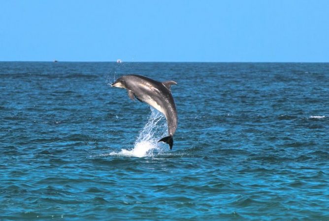 Opt sturioni și un delfin au fost salvați de polițiștii de frontieră tulceni. Erau prinși în plase / VIDEO