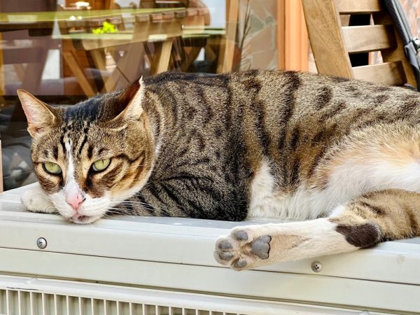 Canicula nu trece fără urme: cum afectează pe termen lung animalele din jurul nostru