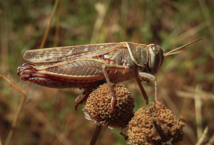 E invazie de lăcuste în Delta Dunării. Insectele au produs pagube majore