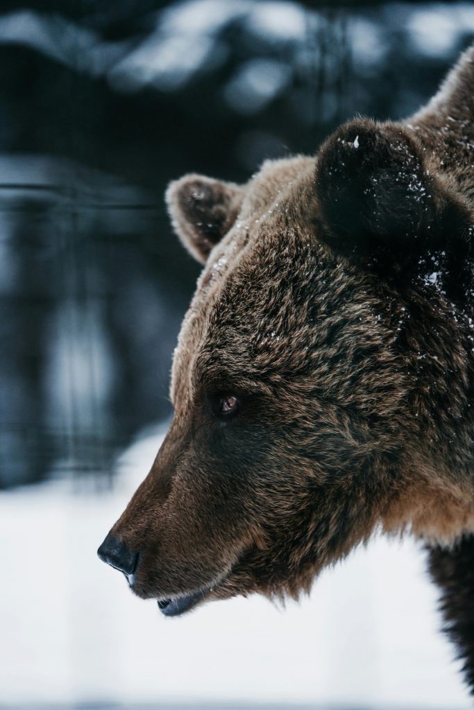 Județul Mureș are de 6 ori mai mulți urși decât permite zona. sursa foto pexels.com