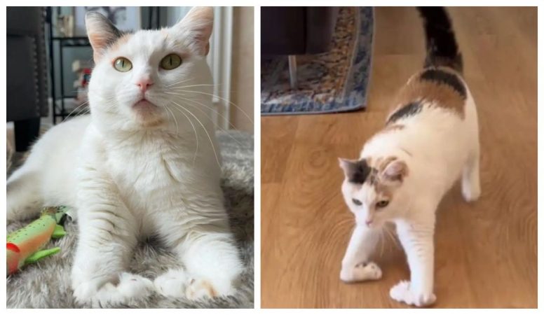 Junie, pisica care pare că „schiază” când merge. Afecțiunea rară cu care s-a născut felina cu ochii verzi / GALERIE FOTO