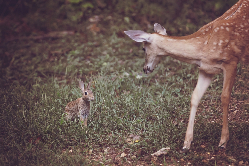 O căprioară și un iepuraș au recreat o scenă din Bambi. Vezi video emoționant 