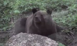 Urșii continuă să facă prăpăd! Un cioban din Argeș a fost rănit de un alt animal sălbatic