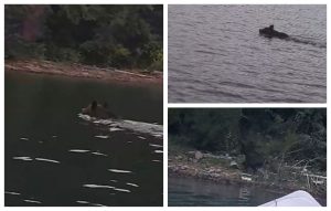 Cu ursul la…. scăldat! Animalul sălbatic a încercat să se răcorească în râu și a devenit viral pe internet / VIDEO