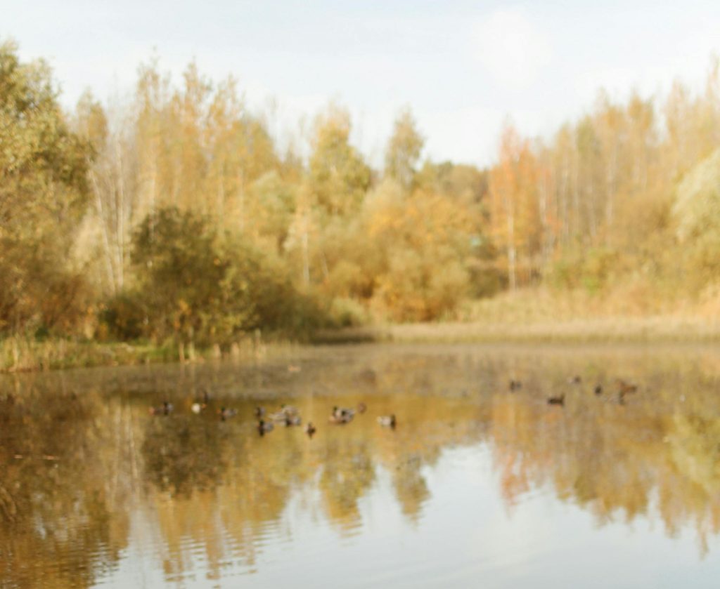 Cauza morții lor încă este necunoscută. sursa foto pexels.com