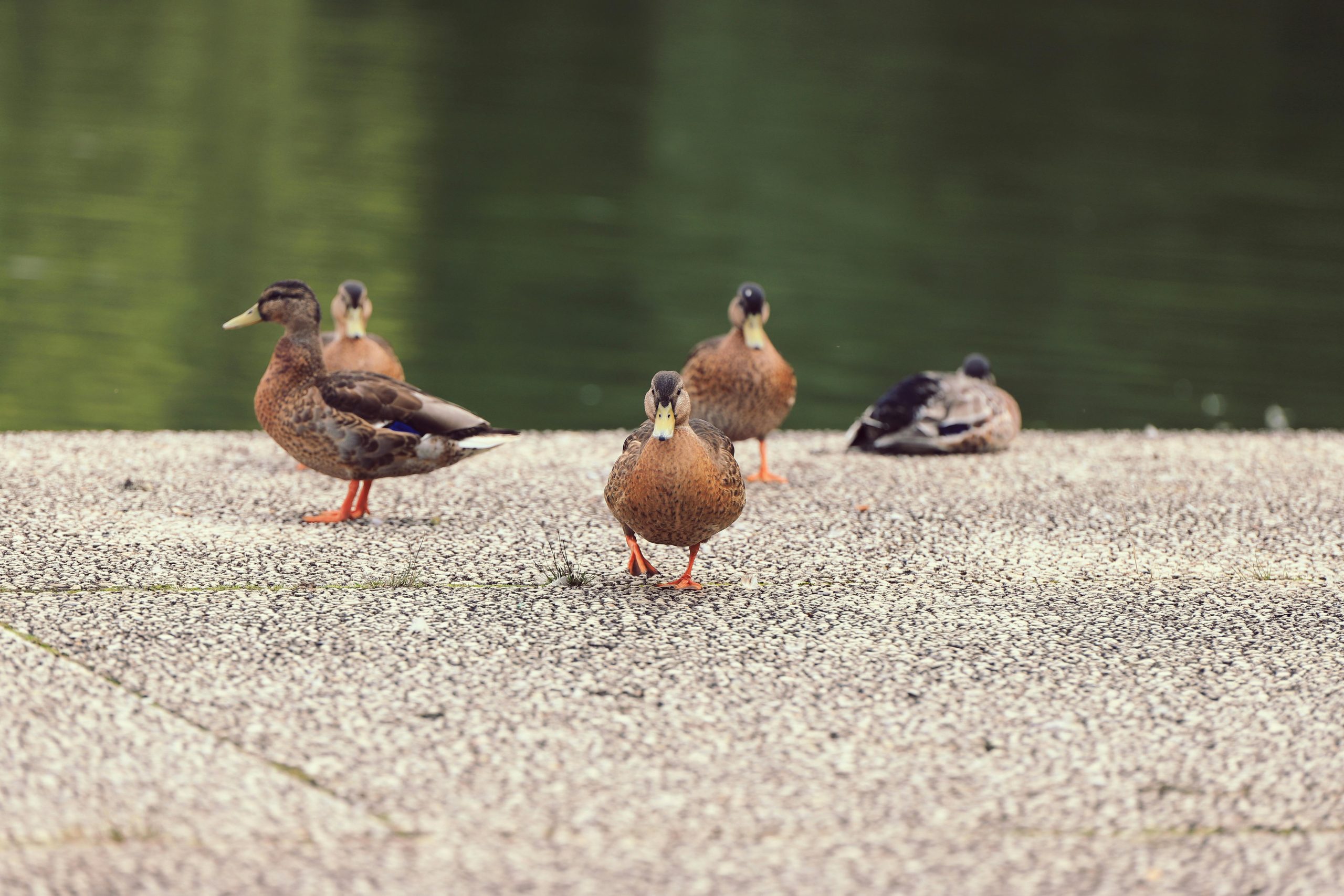 18 rațe sălbatice, moarte în Parcul Crâng din Buzău. sursa foto pexels.com