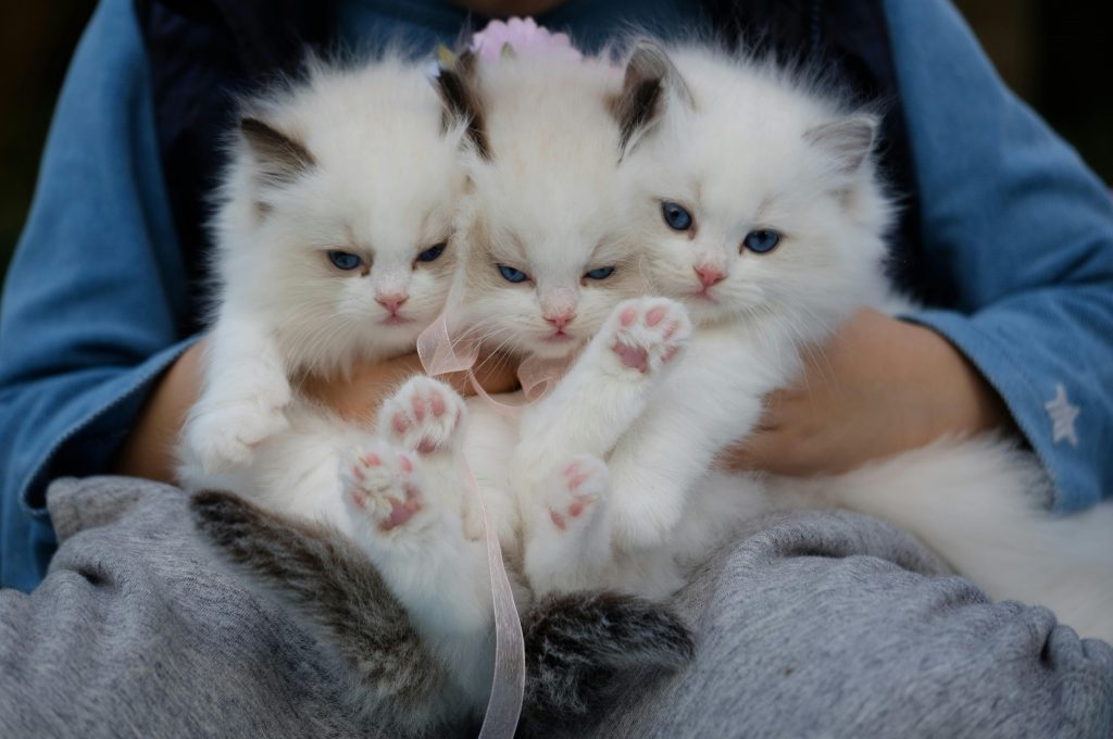 Specialiștii susțin că nu trebuie să ne luăm animale doar pentru a ne fi nouă bine. sursa foto pexels.com