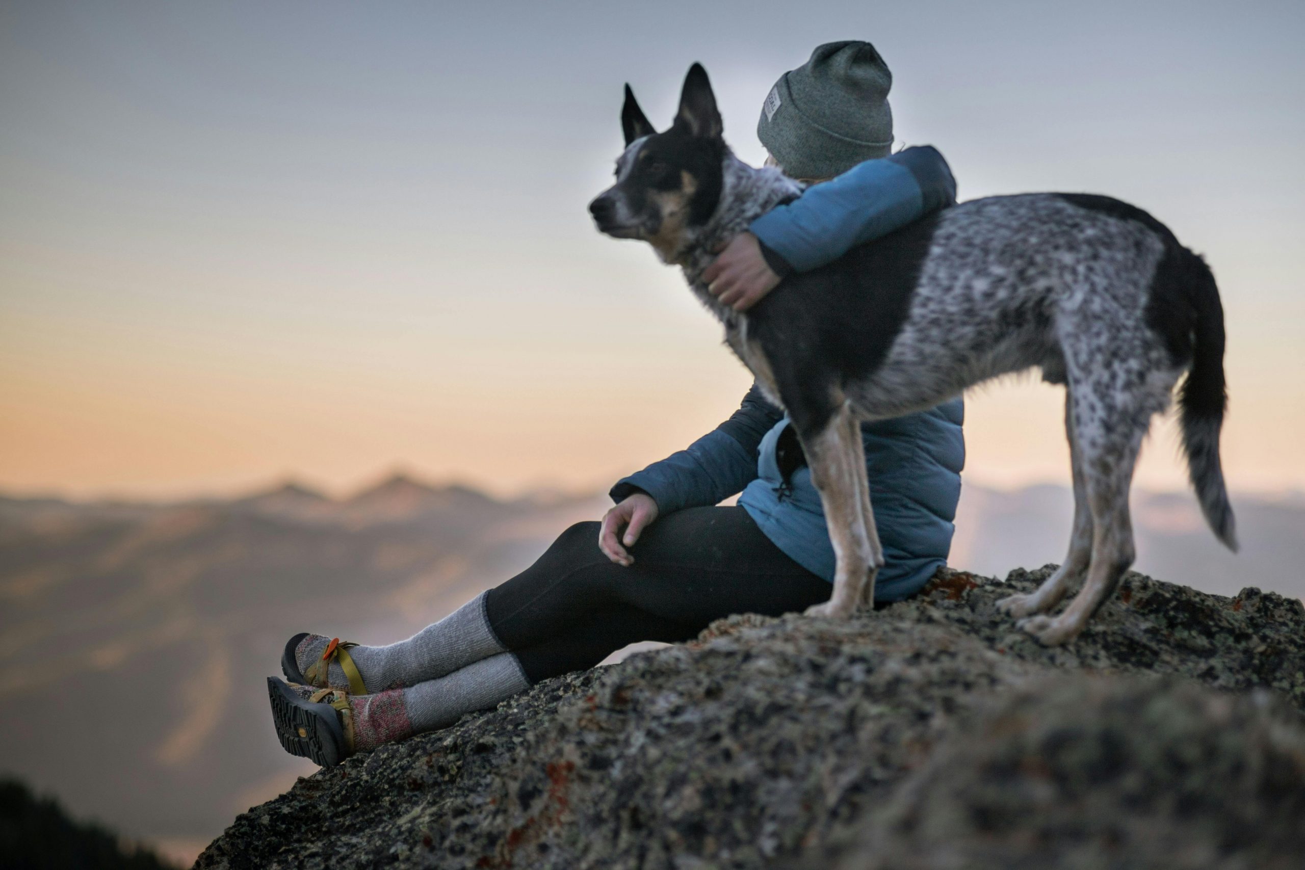 Animalele de companie nu îmbunătățesc neapărat starea de bine a stăpânilor. sursa foto pexels.com