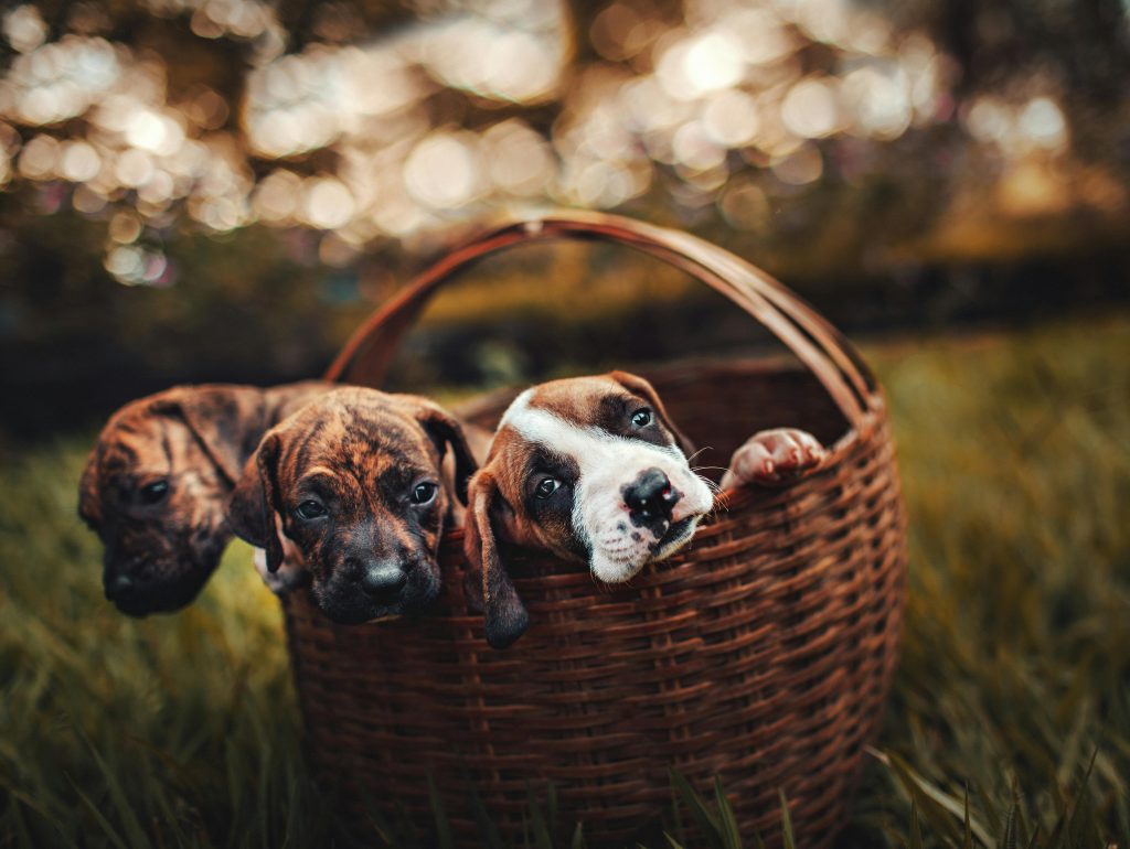 Resursele financiare limitate pot face îngrijirea unui animal mai dificilă. sursa foto pexels.com