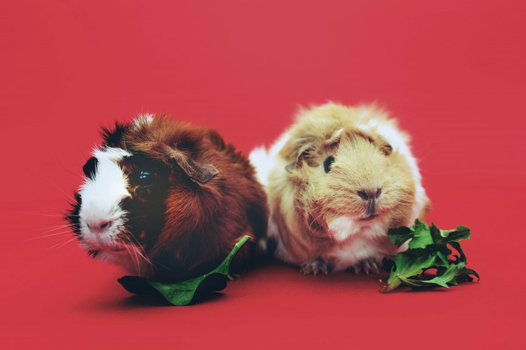 Animalele de companie oferă beneficii în funcție de relația dintre ele și stăpâni. sursa foto pexels.com