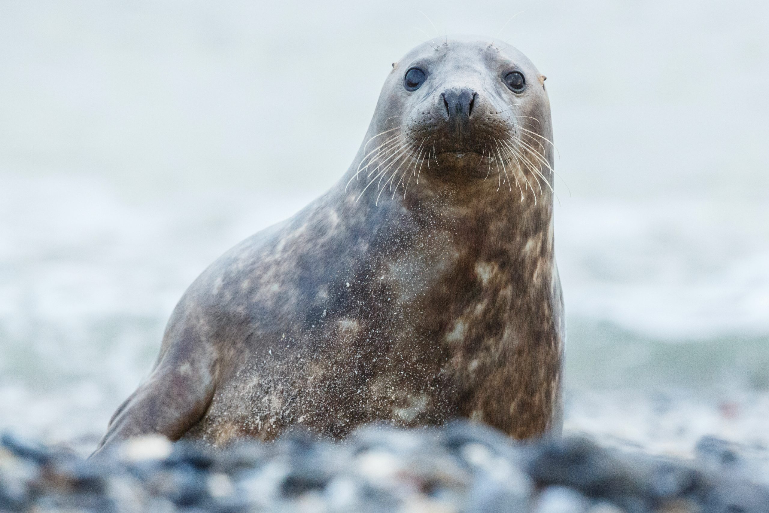 Cântecele focilor-leopard antarctice, asemănătoare cu rimele pentru copii. sursa foto freepik.com