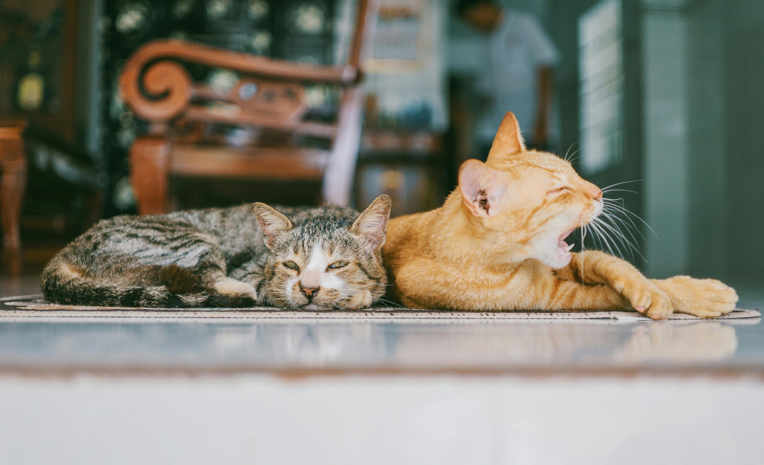Animalele de companie sunt niște profesori adevărați. sursa foto pexels.com