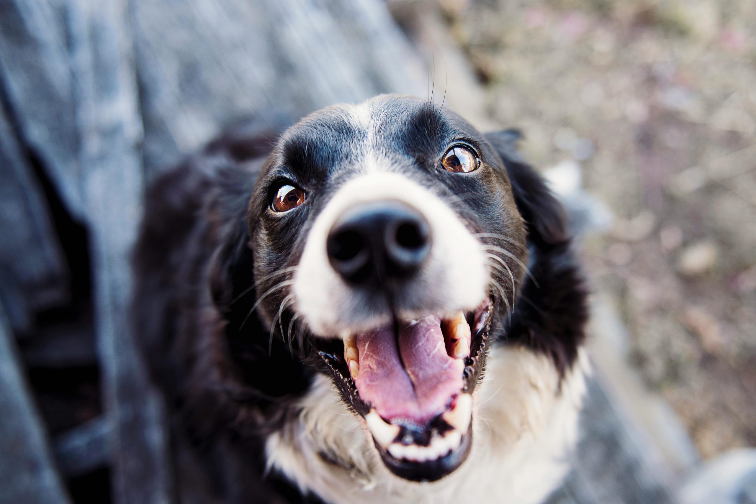 Animalele de companie ne învață să fim empatici și să acceptăm că moartea e parte din viața noastră. sursa foto pexels.com
