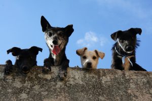 Ce lecții de viață învățăm de la animalele de companie?