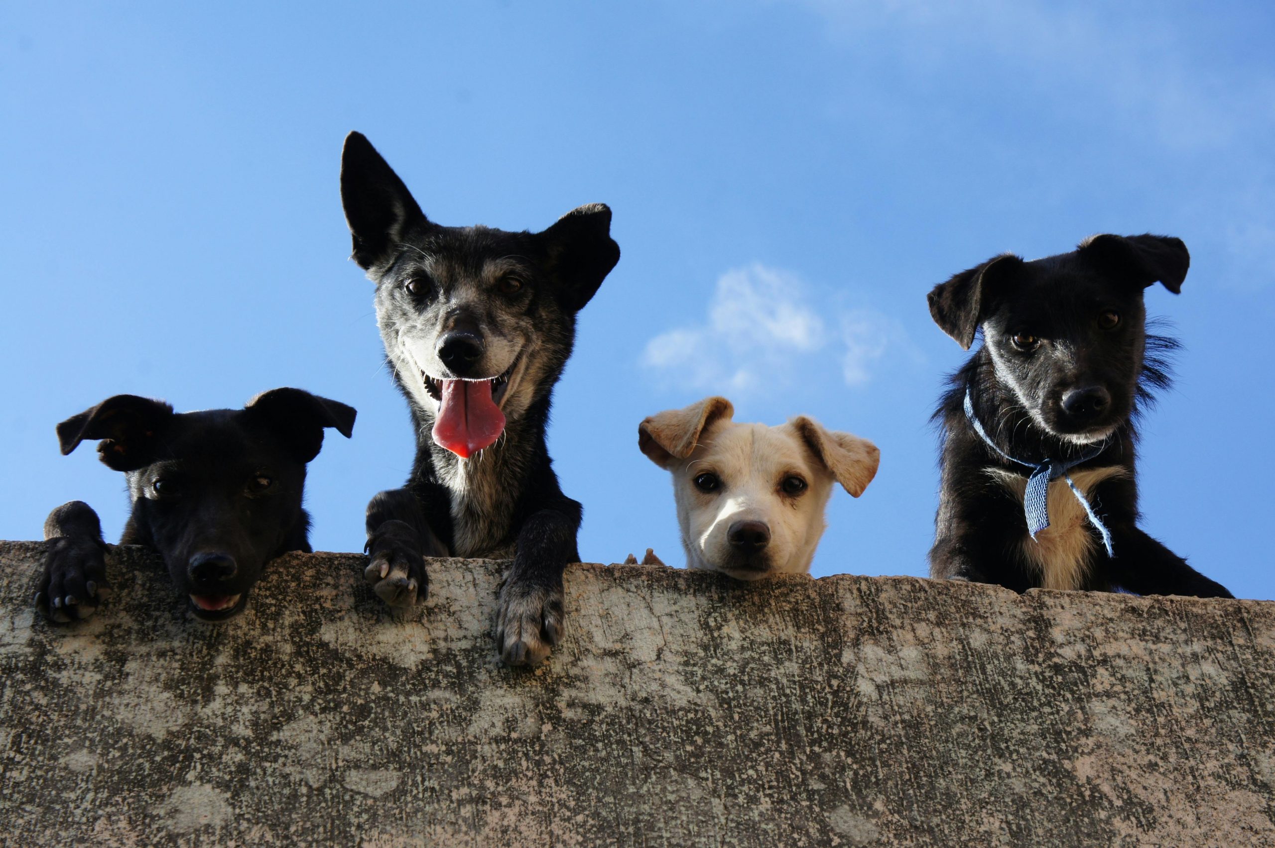 Ce lecții de viață învățăm de la animalele de companie. sursa foto pexels.com