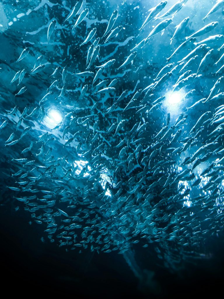 Valul de căldură s-a întins pe mii de kilometri de-a lungul apelor de coastă de pe vestul Americii de Nord. sursa foto pexels.com