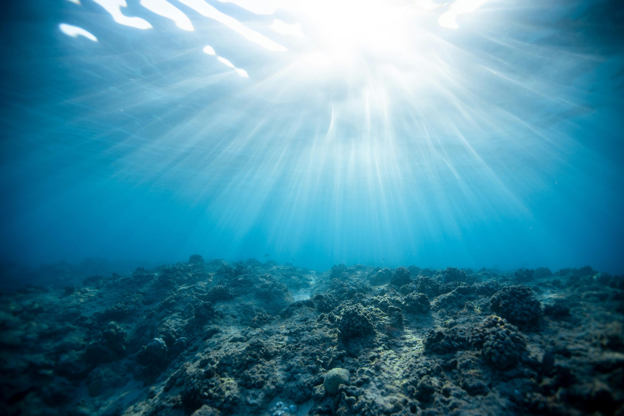 Cel mai lung val de căldură marină din lume a dat peste cap viața oceanică din Pacific