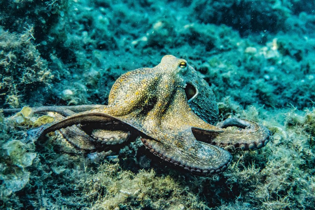 Valuri de căldură marină ca acesta determină o reorganizare masivă a vieții oceanice. sursa foto pexels.com