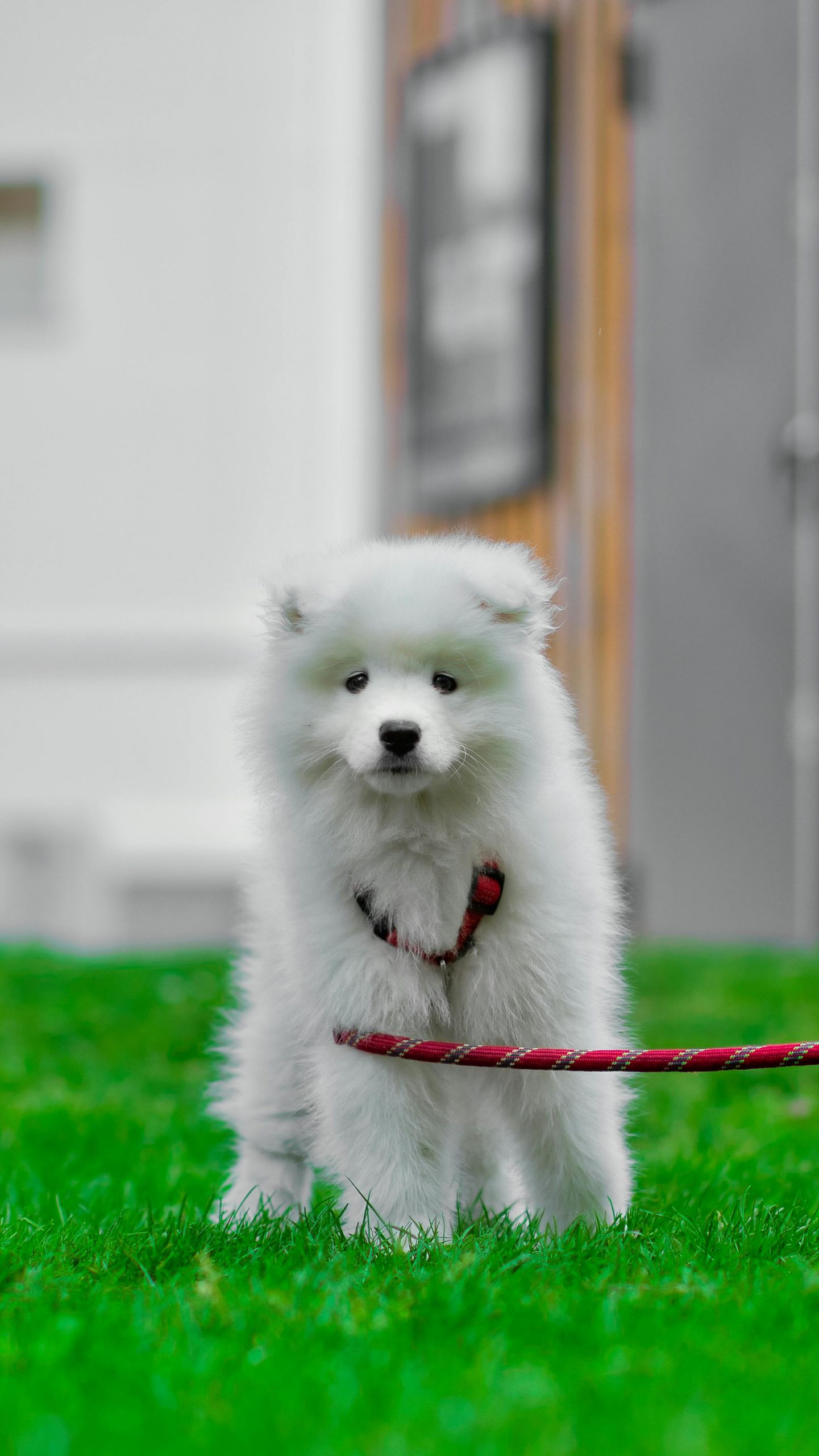 Spală zgarda, hamul sau lesa numai cu substanțe prietenoase cu animalele. sursa foto pexels.com