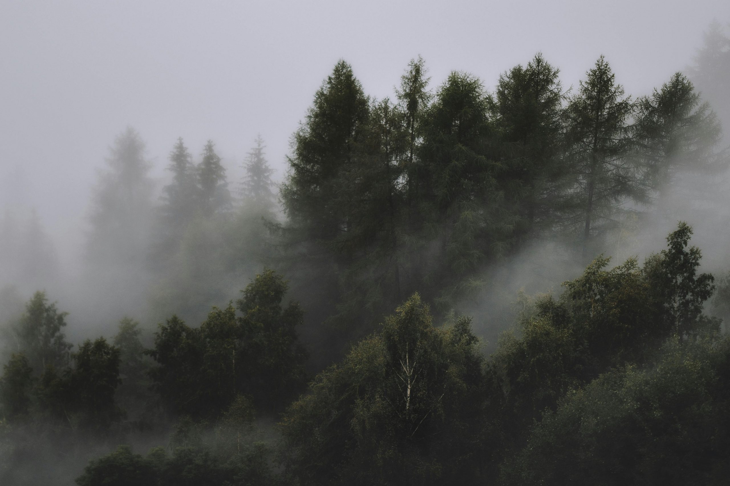 Pădurile de la altitudini medii, situate în apropierea bazei norilor (aprox. 1.200–2.000 m), au arătat cele mai puternice semne de reorganizare. sursa foto pexels.com