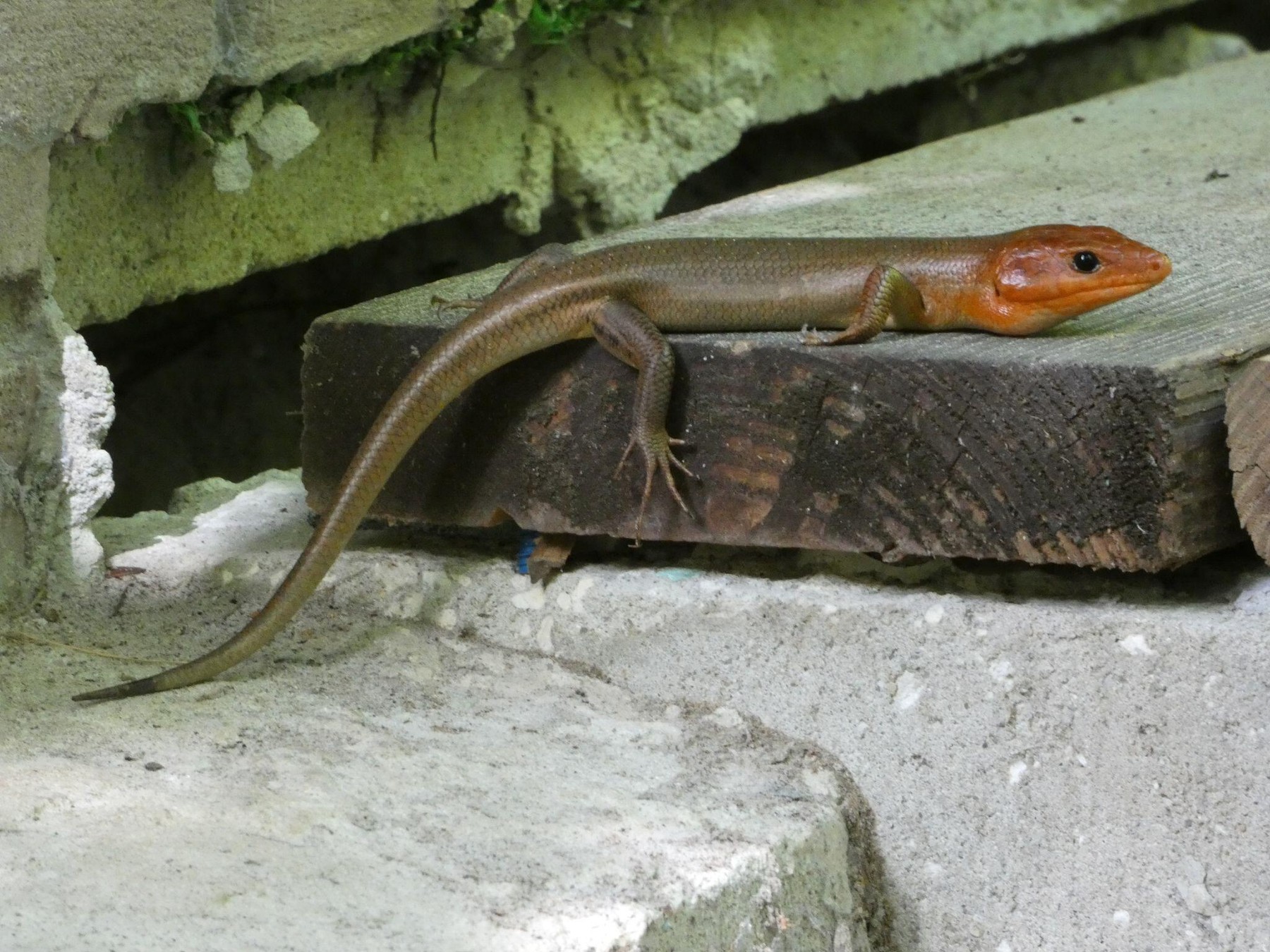 Cercetările privind rezistența șopârlei skink la veninul de șarpe ar putea eficientiza dezvoltarea antiveninurilor. sursa foto Profimedia