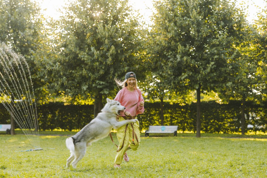 Stăpânii care vor un câine exemplar îl duc la dresaj. sursa foto pexels,com