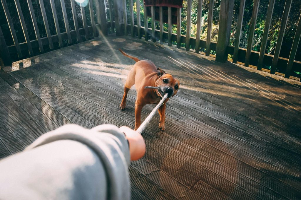Comportamentul stresat al câinilor supără stăpânii. sursa foto pexels.com