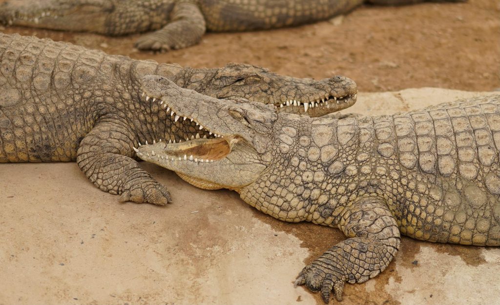 În Israel, crocodilii sunt animale protejate. sursa foto pexels.com