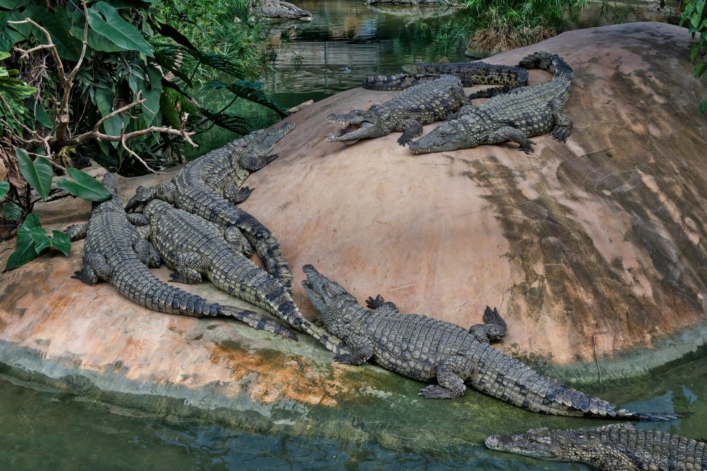 Crocodilii se aflau într-o fermă abandonată. sursa foto pexels.com