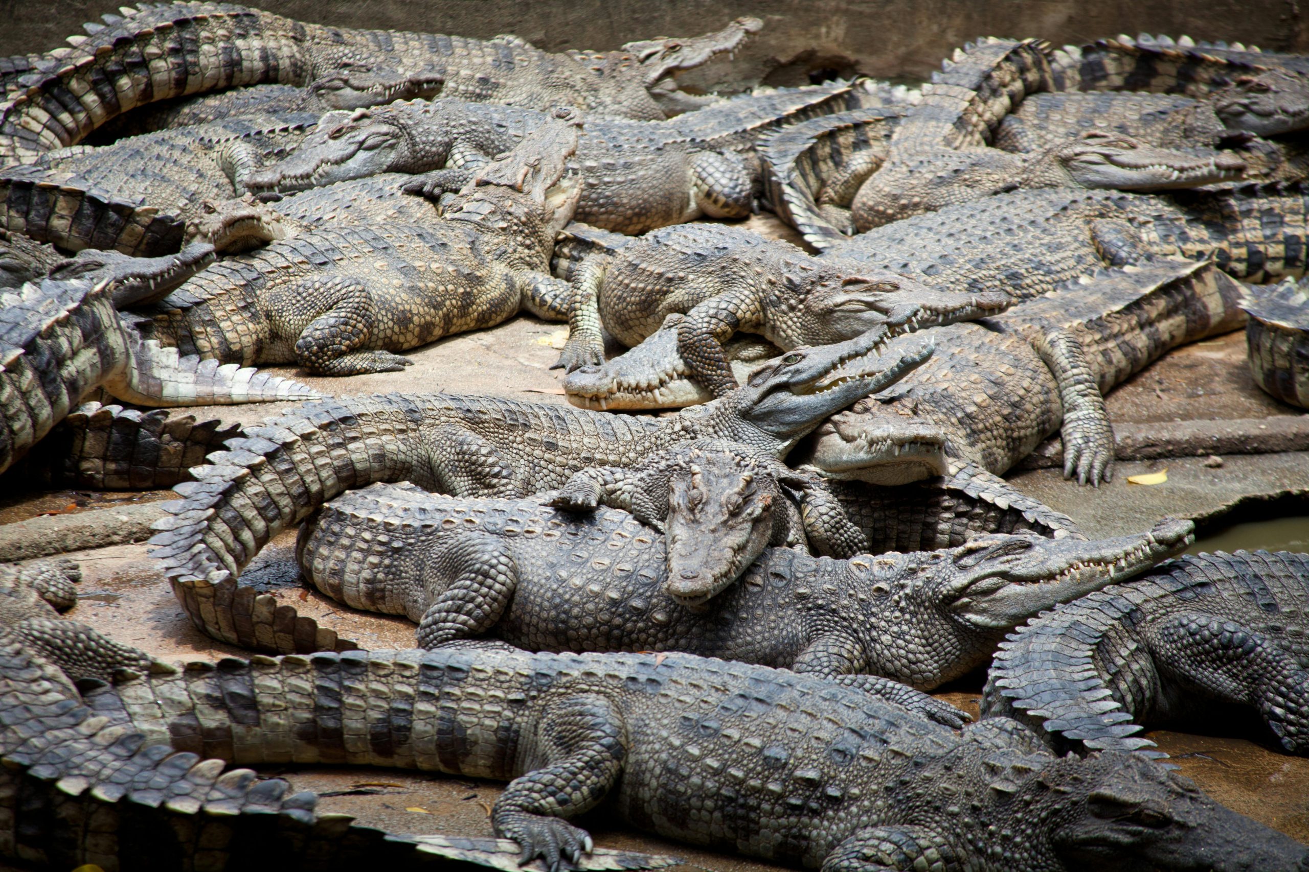 Crocodili, eutanasiați după ce au recurs la canibalism. sursa foto pexels.com