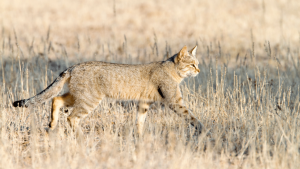 Istoria domesticirii pisicilor: ce arată studiile genetice! Originile și evoluția unei feline fascinante