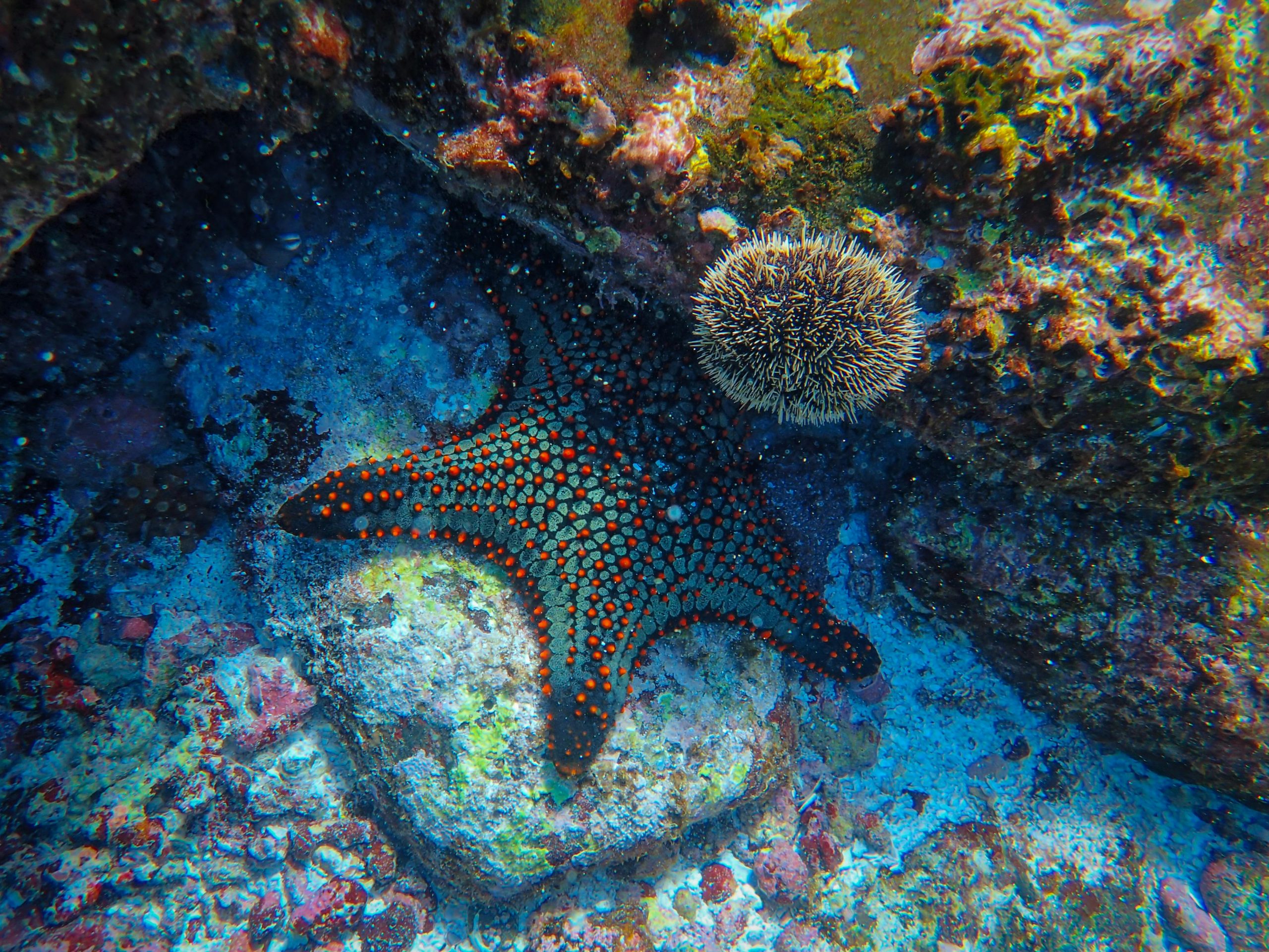 Stelele de mare pot regenera un întreg corp pornind de la un singur braț. sursa foto pexels.com