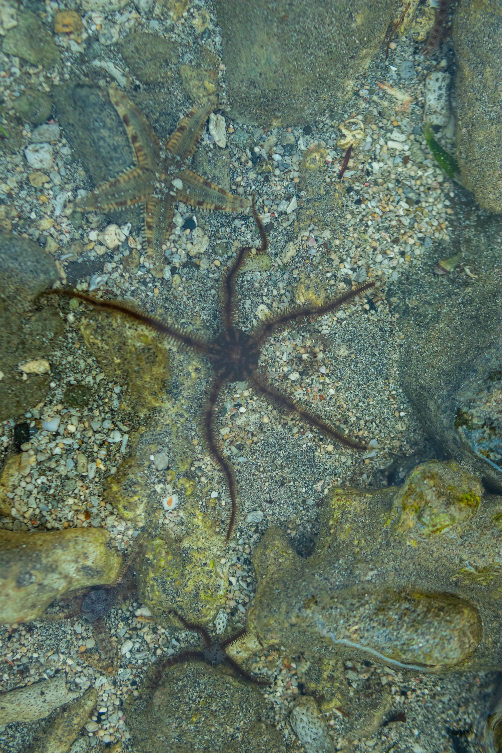 Cum arată stelele de mare și stelele fragile. sursa foto pexels.com