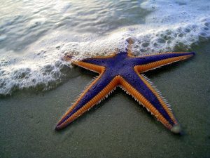 Diferențele dintre o stea de mare și o ofiuridă (stea fragilă)