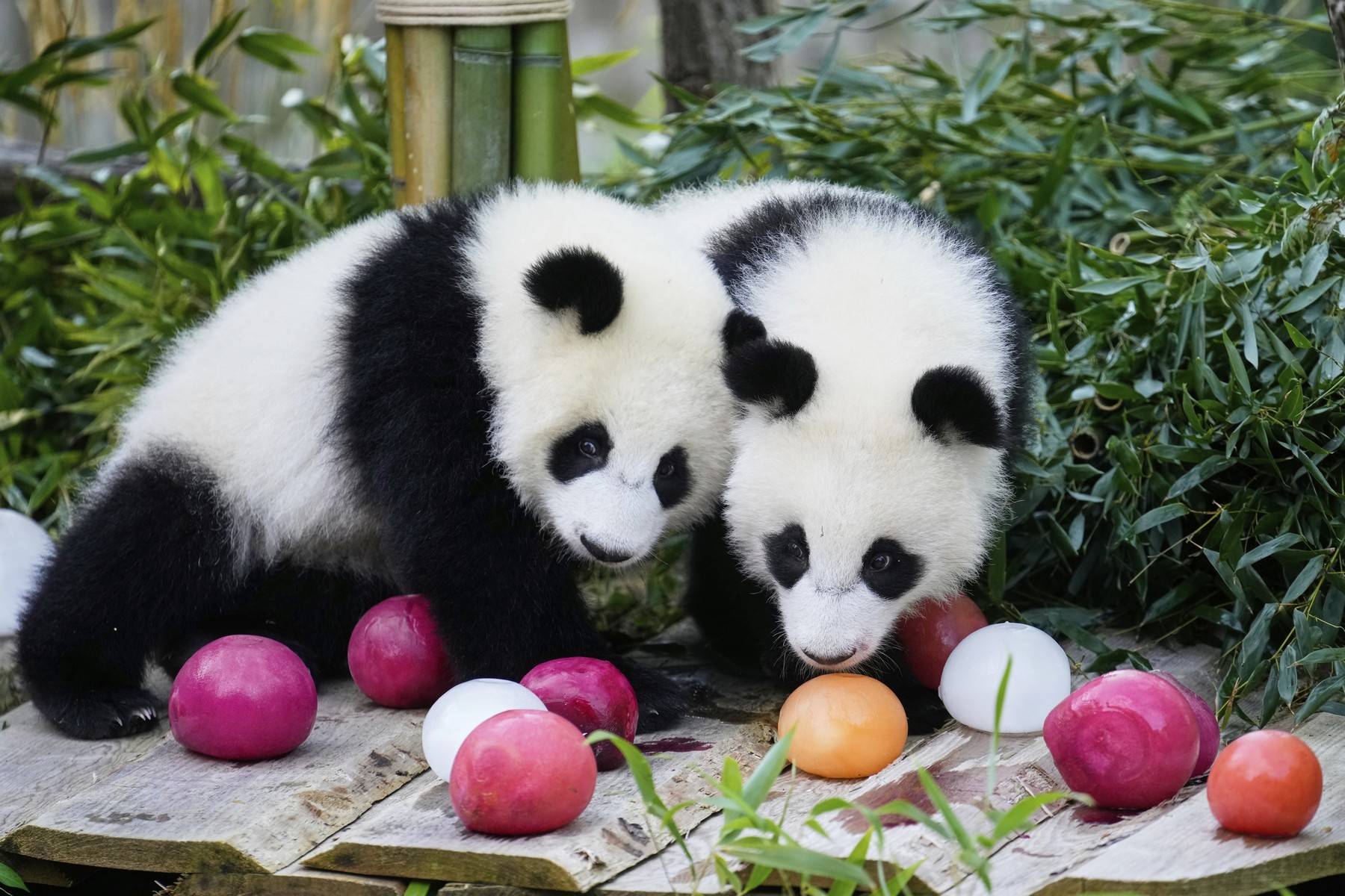 Gemenele panda Leni și Lotti de la Grădina Zoologică din Berlin sărbătoresc prima aniversare. sursa foto Profimedia