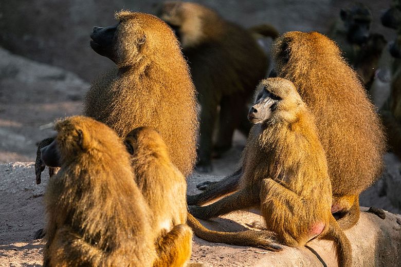 Grădina Zoologică din Nürnberg, în centrul unui scandal nemilos. sursa foto Facebook Nürnberg Zoo