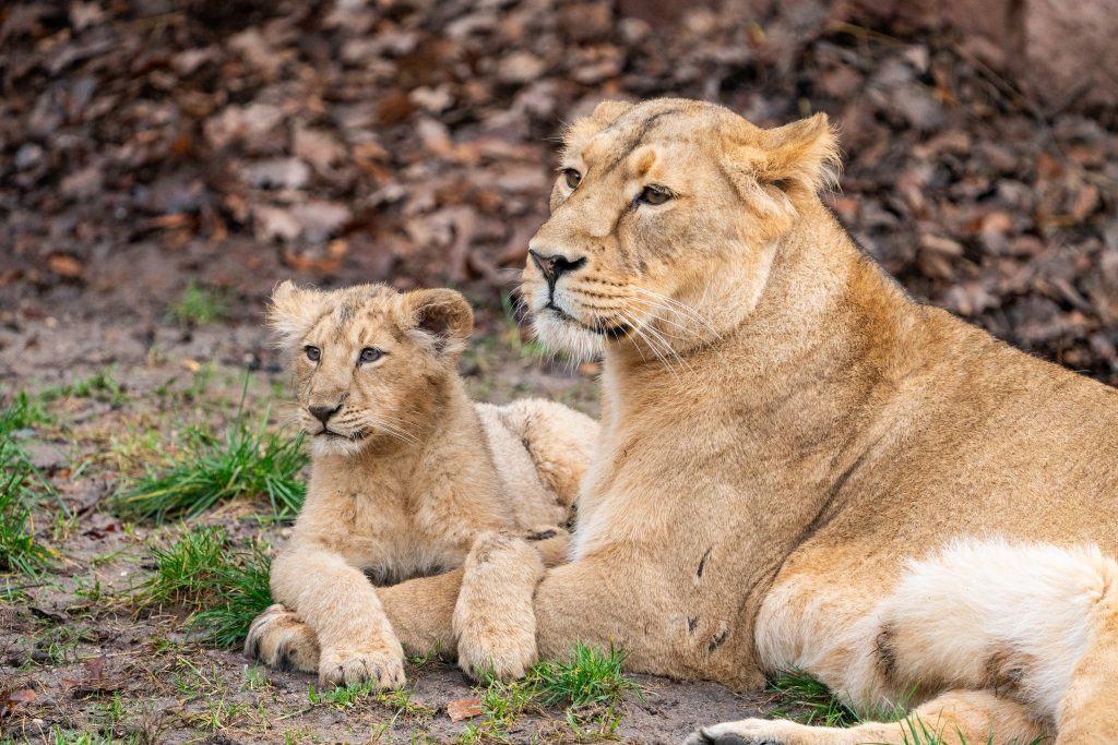 Uciderea celor 12 babuini sănătoși a revoltat iubitorii și organizațiile care ajută animalele. sursa foto Facebook Nurnberg Zoo