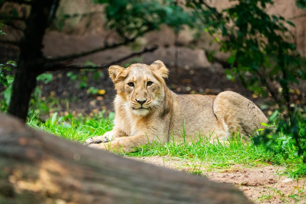 Leii din incinta grădinii zoologice au fost hrăniți cu trupurile dezmembrate ale babuinilor. sursa foto Facebook Nurnberg Zoo