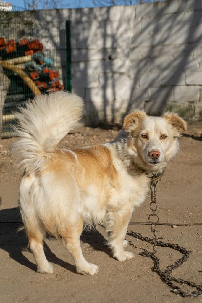 Noul proiect de lege prevede amenzi și închisoare pentru stăpâni. sursa foto pexels.com
