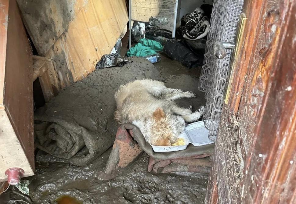 Lăbuș a fost găsit de salvatori dormind în noroi. sursa foto Facebook Casa lui Patrocle