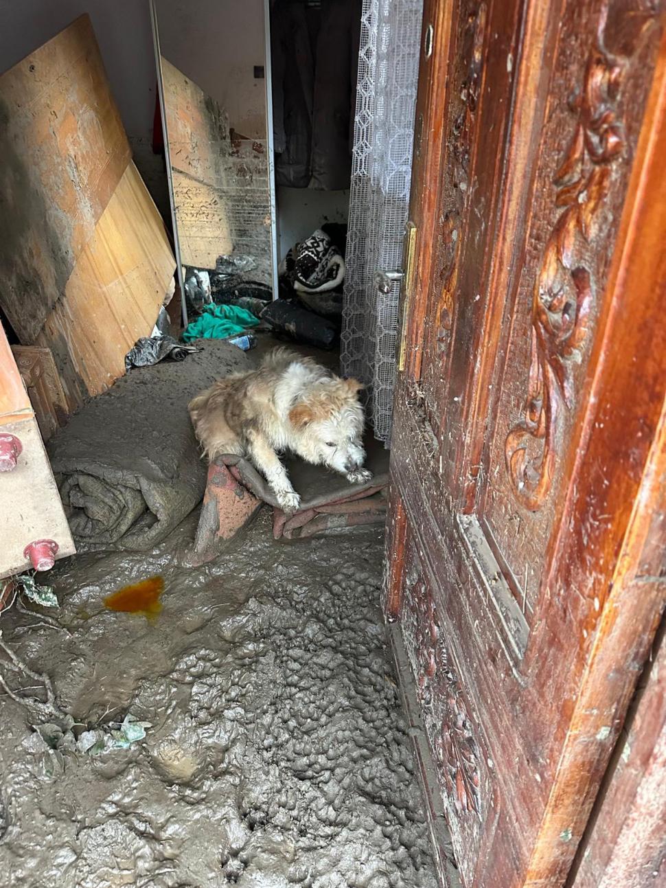 Lăbuș dormea când a fost găsit iar salvatorii lui au crezut că e mort, deoarece nu a răspuns când a fost strigat. sursa foto Facebook Casa lui Patrocle