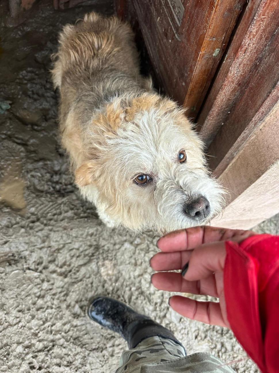 Lăbuș este un câine bătrân, surd și blând. sursa foto Facebook Casa lui Patrocle