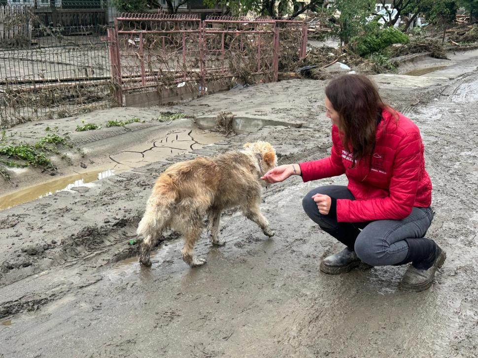 Salvatorii au vrut să îl ia pe Lăbuș de acolo, dar s-au gândit că i-ar fi mai bine lângă stăâni. sursa foto Facebook Casa lui Patrocle