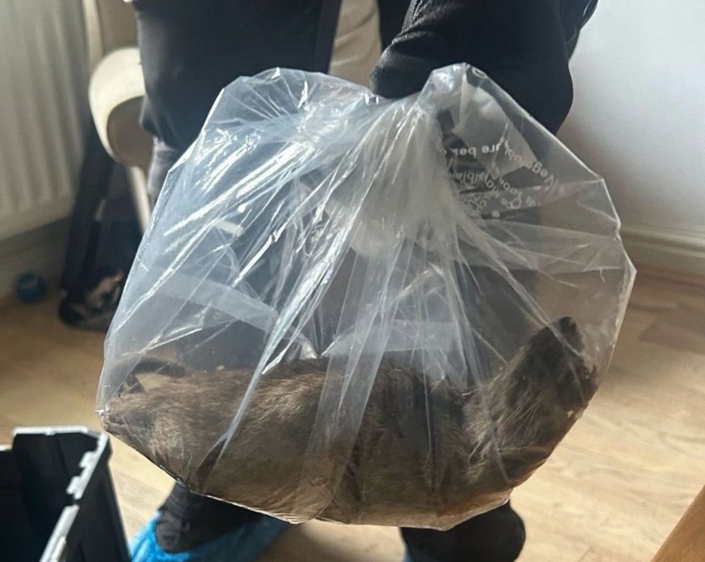Rozătoarea exterminată pare a fi cea mai mare depistată până acum. sursa foto Eston Ward Councillors Facebook