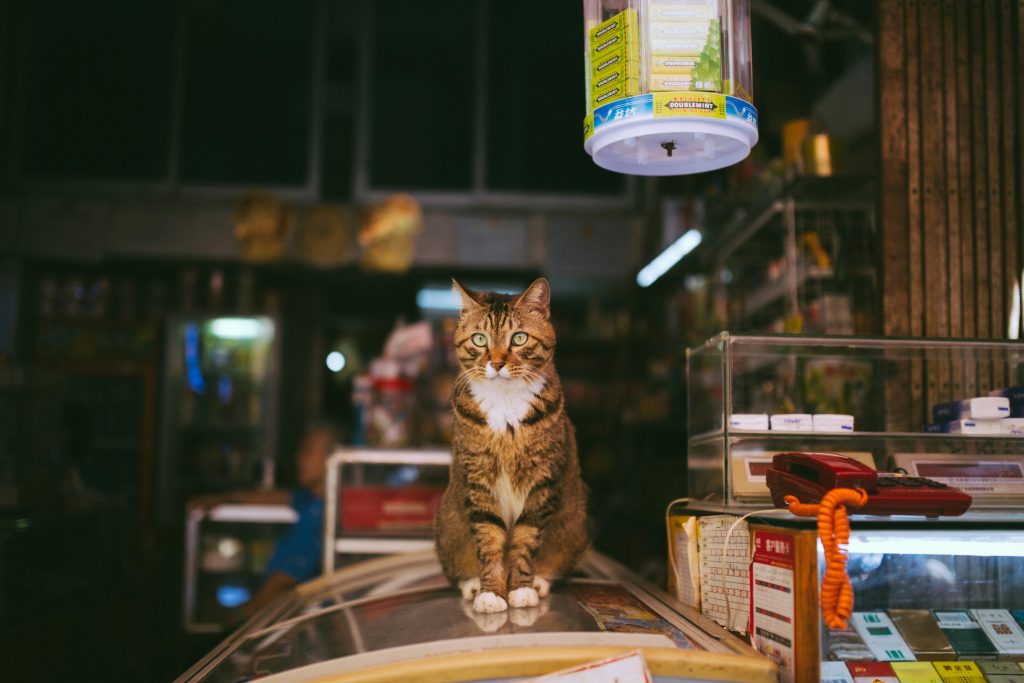 Animalele din Oradea vor avea mai multe beneficii în viitor. sursa foto pexels.com