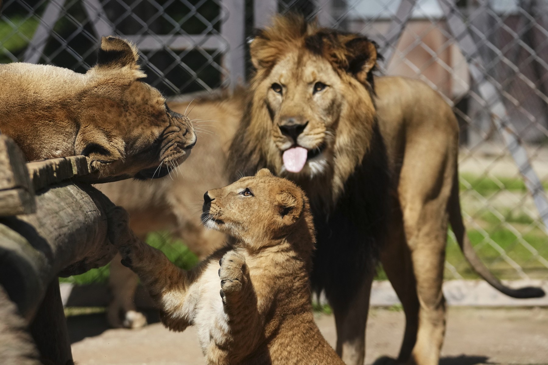Patru pui de leu berber, extrem de rari, s-au născut într-o grădină zoologică din Cehia. sursa foto Profimedia