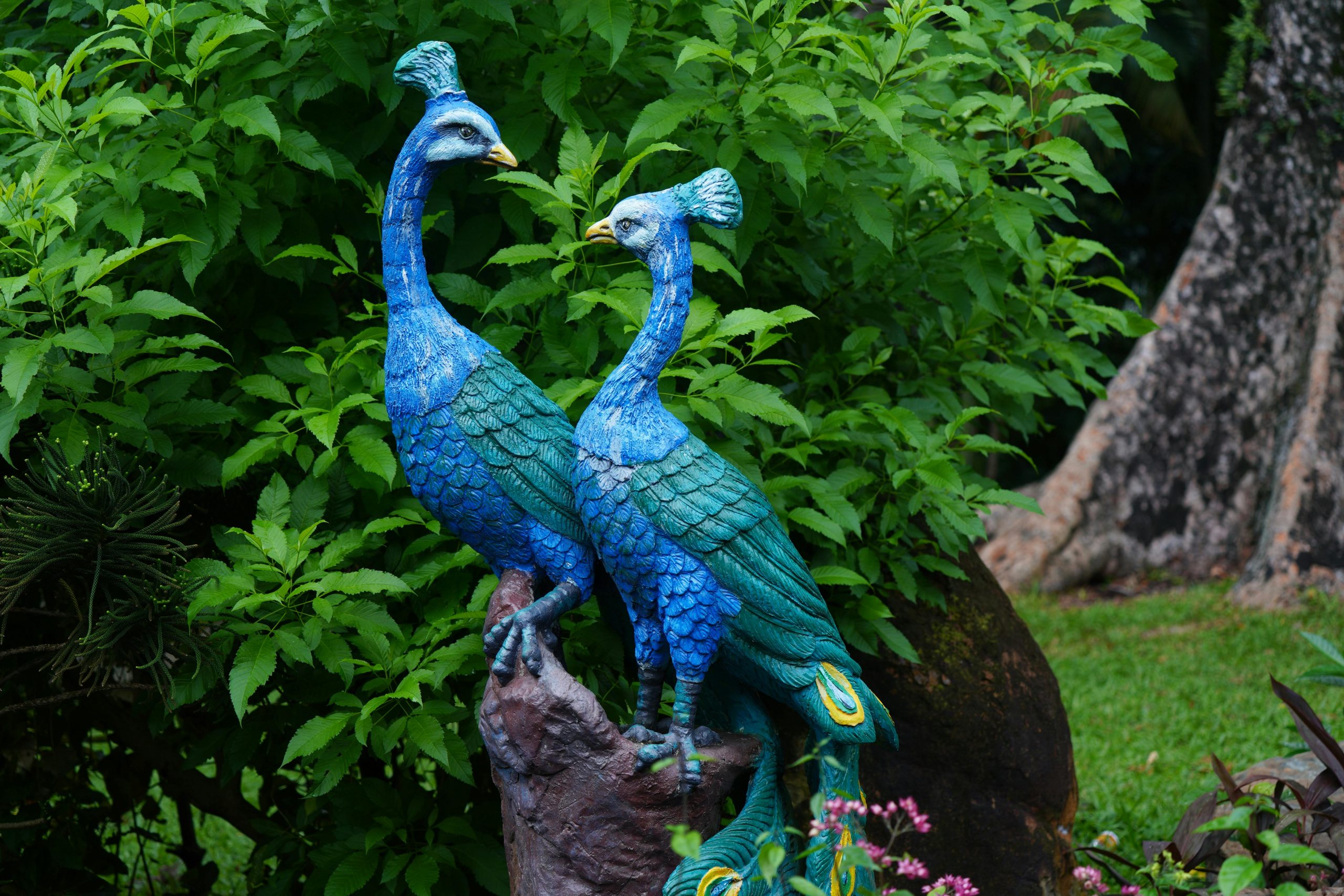 Studiul a investigat proprietățile emisive ale barbulelor (ramificații fine ale penei) de păun indian, infuzate cu colorant. sursa foto pexels.com